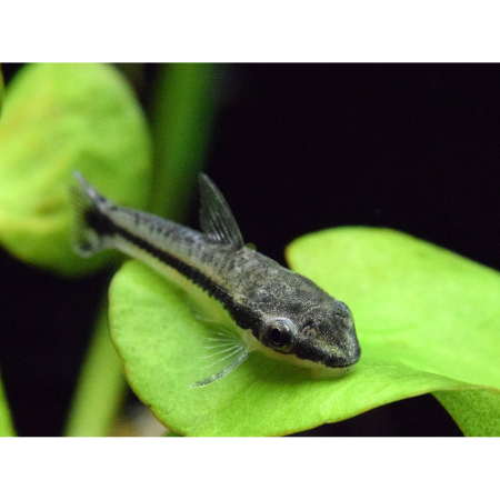 Otosek - Otocinclus affinis